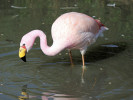 James's Flamingo (WWT Slimbridge April 2011) - pic by Nigel Key